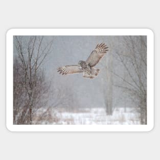 Towards the Heavens - Great Grey Owl Sticker